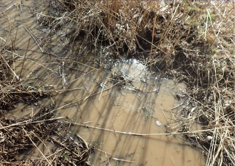 Amphibians sampling – Zakoniczyn, Gdańsk