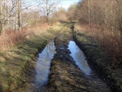 Taneczna, Gdańsk – amphibians sampling