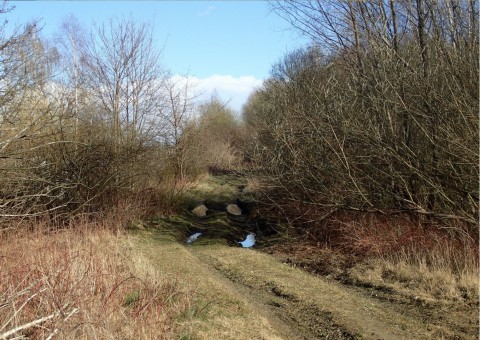 Amphibians sampling – Taneczna, Gdańsk