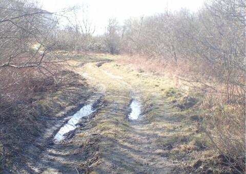 Amphibians sampling – Taneczna, Gdańsk