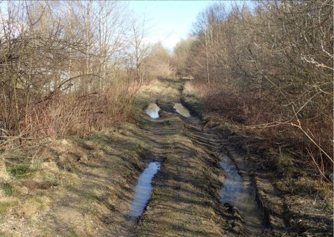 Amphibians sampling – Taneczna, Gdańsk