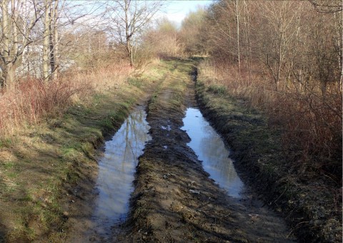 Amphibians sampling – Taneczna, Gdańsk