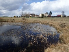 Chwarzno-Wiczlino, Gdynia – amphibians sampling