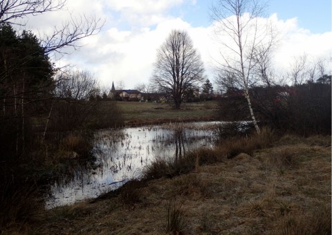 Amphibians sampling – Chwarzno-Wiczlino, Gdynia