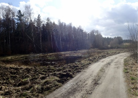 Amphibians sampling – Chwarzno-Wiczlino, Gdynia