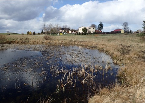 Amphibians sampling – Chwarzno-Wiczlino, Gdynia