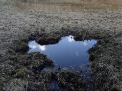 Oliwa, Gdańsk – amphibians sampling