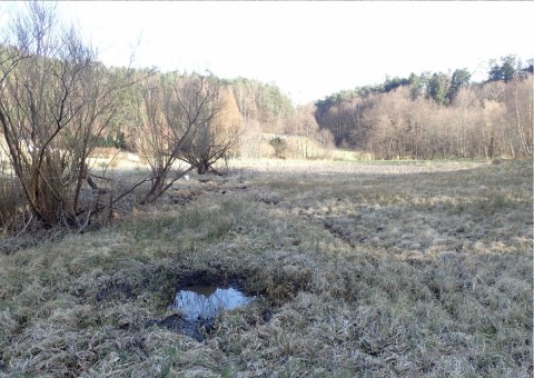 Amphibians sampling – Oliwa, Gdańsk