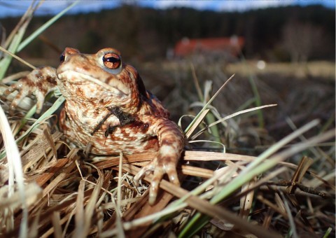 Amphibians sampling – Oliwa, Gdańsk