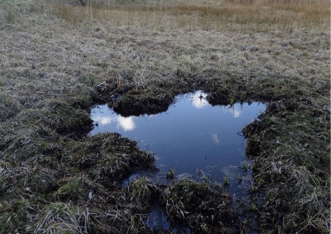 Amphibians sampling – Oliwa, Gdańsk