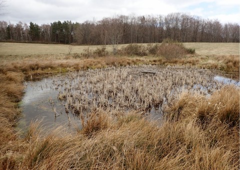 Amphibians sampling – Tricity Landscape Park, Reszki area