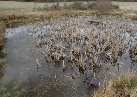 Amphibians sampling – Tricity Landscape Park, Reszki area