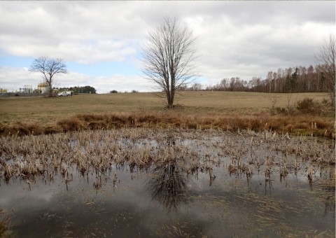 Amphibians sampling – Tricity Landscape Park, Reszki area