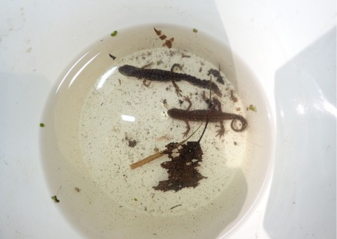Amphibians sampling – Niedźwiedzia Góra, Tenczynek (commune Krzeszowice)
