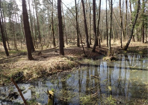 Amphibians sampling – Niedźwiedzia Góra, Tenczynek (commune Krzeszowice)