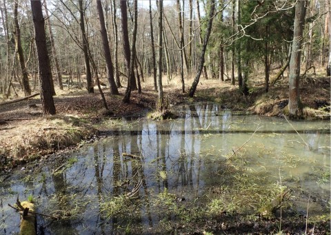 Amphibians sampling – Niedźwiedzia Góra, Tenczynek (commune Krzeszowice)