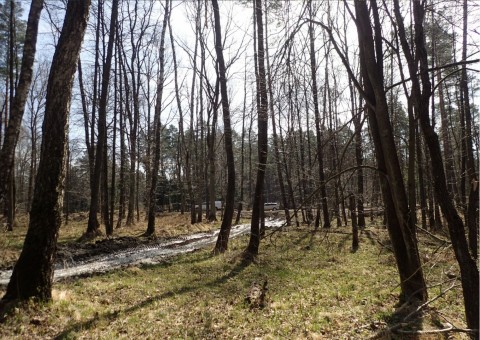 Amphibians sampling – Niedźwiedzia Góra, Tenczynek (commune Krzeszowice)