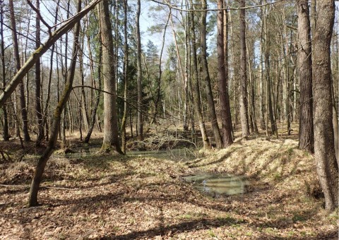 Amphibians sampling – Niedźwiedzia Góra, Tenczynek (commune Krzeszowice)