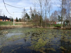 Brończyce (commune Słomniki) – amphibians sampling