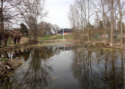 Amphibians sampling – Brończyce (commune Słomniki)