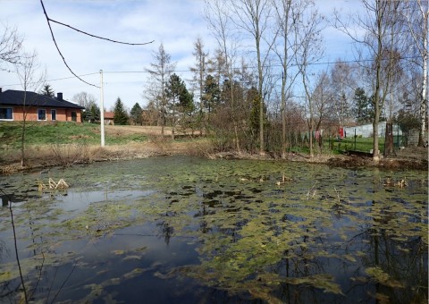 Amphibians sampling – Brończyce (commune Słomniki)