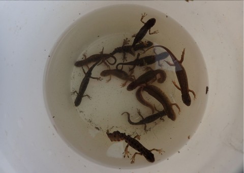 Amphibians sampling – Brończyce (commune Słomniki)