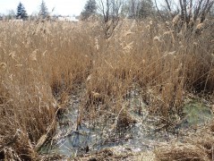 Proszowice area – amphibians sampling