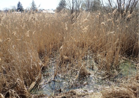 Amphibians sampling – Proszowice area