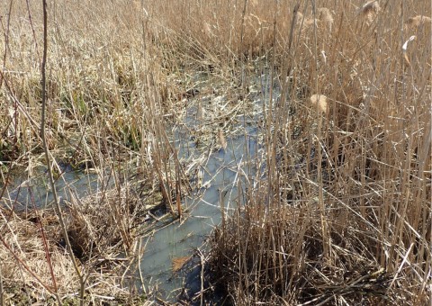 Amphibians sampling – Proszowice area