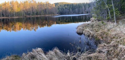 Amphibians sampling – Oslo area