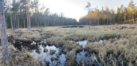 Amphibians sampling – Oslo area