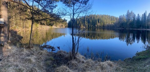 Amphibians sampling – Oslo area