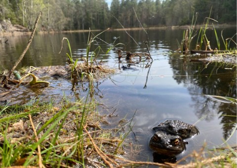 Amphibians sampling – Oslo area