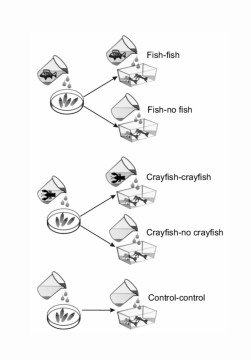 Experimental design_First Record of Microsporidia Infection in the Damselfly Ischnura elegans Larvae: Temperature and Predator Cue Effects on the Host’s Life History