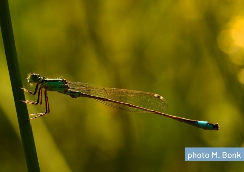 Blue-tailed dragonfly (Ischnura elegans)