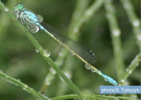 Blue-tailed dragonfly (Ischnura elegans)