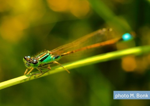 Blue-tailed dragonfly (Ischnura elegans)