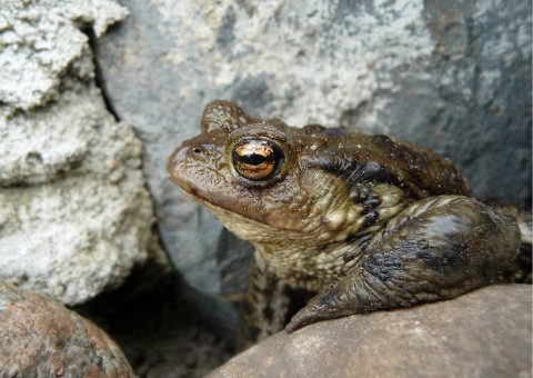 Common toad (Bufo bufo)