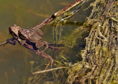 Common toads (Bufo bufo)