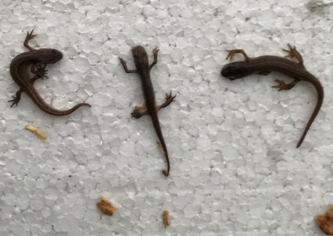 Smooth newts (Lissotriton vulgaris)