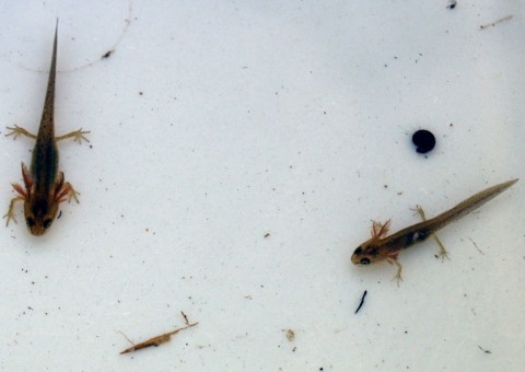 Smooth newts larvae (Lissotriton vulgaris)