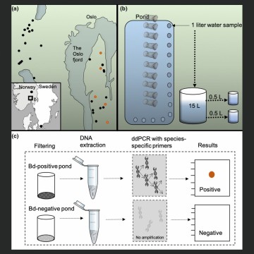 The first detection of the fungal pathogen batrachochytrium dendrobatidis in Norway with no evidence of population declines for great crested and smooth newts based on modeling on traditional trapping data