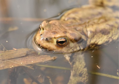 Amphibians sampling – Kajasówka