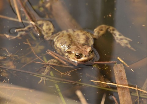 Amphibians sampling – Kajasówka