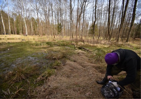 Amphibians sampling – Niedźwiedzia Góra