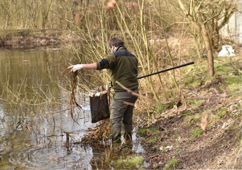 Amphibians sampling – Zakrzówek, Kraków