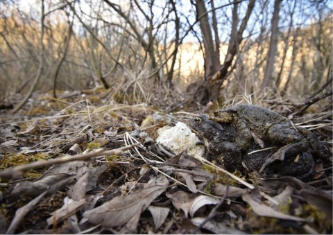 Amphibians sampling – Liban, Kraków