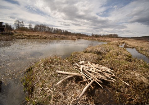 Amphibians sampling – Kajasówka