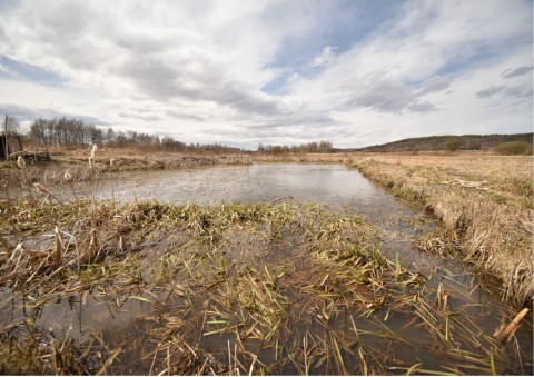 Amphibians sampling – Kajasówka