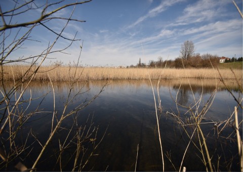 Amphibians sampling – Łąki Nowohuckie, Kraków